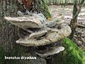 Pseudoinonotus dryadeus-amf1560